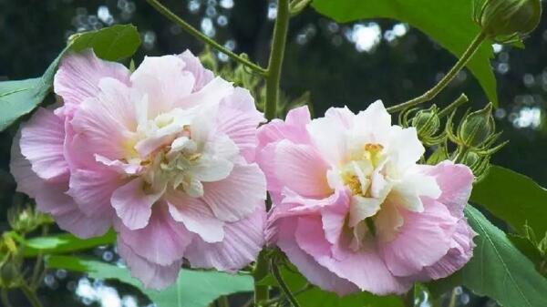 芙蓉花怎么养，芙蓉花适合在室内养吗