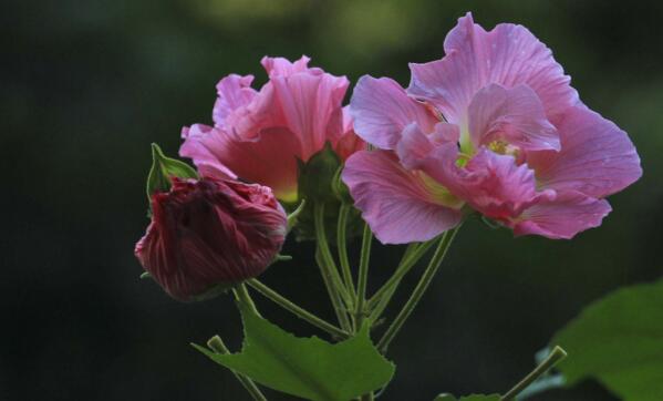 芙蓉花怎么养，芙蓉花适合在室内养吗