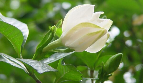 栀子花除甲醛吗，什么植物吸甲醛效果最好