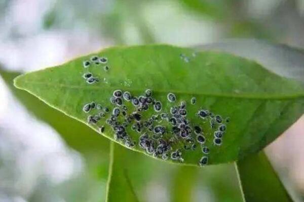 茶花红蜘蛛病图片大全图片