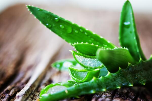 芦荟的养殖方法，花盆、土壤的选择至关重要