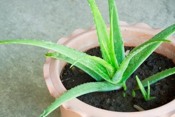 芦荟的养殖方法，花盆、土壤的选择至关重要