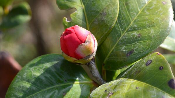 茶花施肥过多了怎么办，症状表现以及处理方法