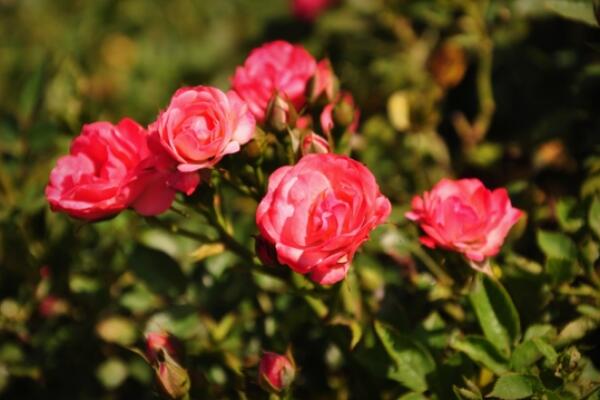 月季花春季修剪方法，春季修剪具体步骤详解