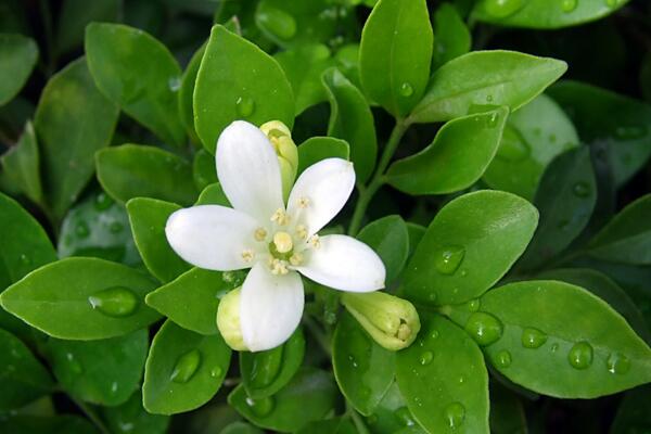 九里香的花期是什么时候，每年4月开花（花期为4个月）