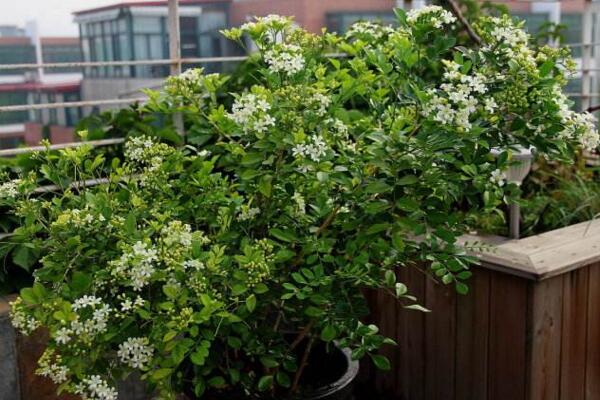 九里香的花期是什么时候，每年4月开花（花期为4个月）