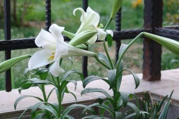 香水百合的花期，每年的夏季开花（花期在2个月左右）