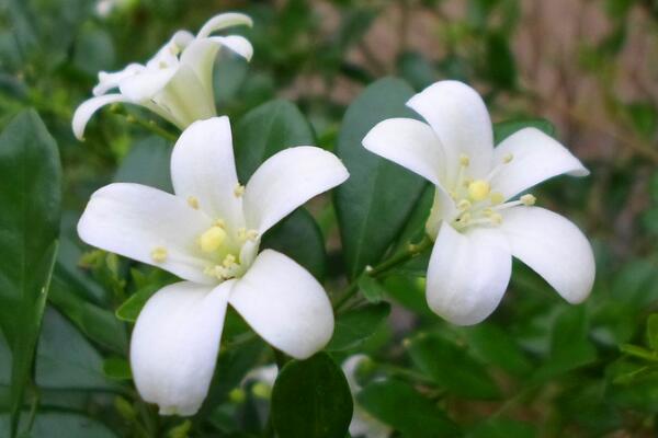 九里香开花吗，以下技巧能让九里香顺利开花