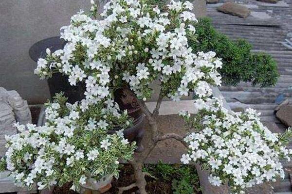 六月雪开花时间，每年的5-7月开花（6月开的最旺）