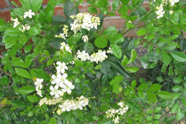 六月雪开花时间，每年的5-7月开花（6月开的最旺）