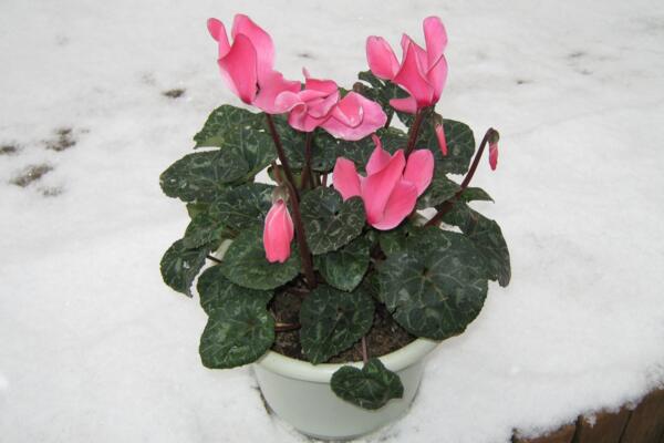 仙客来花期过后怎么办，花期过后正确的处理方法