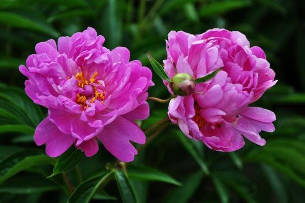 冬天芍药花养护方法，芍药花冬季养殖6大要点