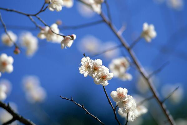 樱花开花后怎么养护，及时修剪并补充养分