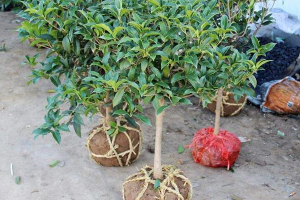 桂花树幼苗多少钱，桂花树价格表图