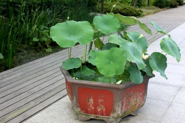 盆栽荷花的种植方法，5步即可完成荷花的种植