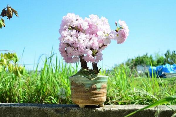 樱花怎么养才能长的好，樱花日常养护5大要点