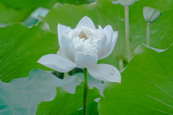 荷花是什么季节开，在每年的夏季绽放