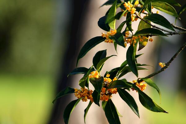 桂花树种植方法，5步即可完成桂花的种植