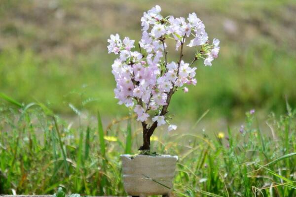 樱花盆栽养殖方法，分享樱花盆景养殖5大要点