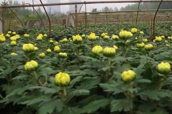 盆栽菊花移栽方法，5步即可完成菊花的移栽