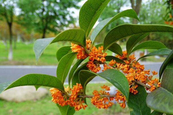 怎样种桂花树，4步即可完成桂花树的种植