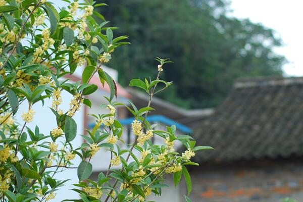 怎样种桂花树，4步即可完成桂花树的种植