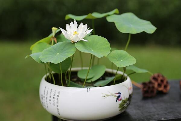 盆栽荷花怎么种植，掌握以下要点可保证种植顺利进行