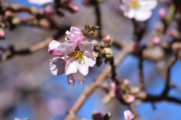 樱花开花前怎么养护，保证肥水、光照充足