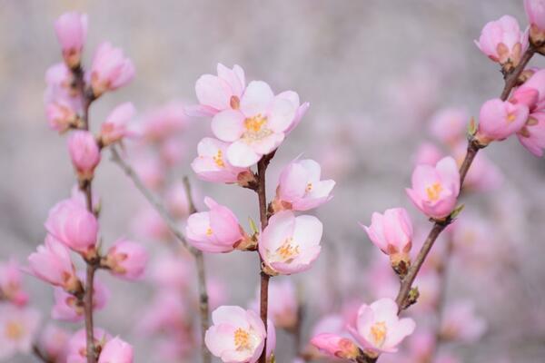 樱花开花前怎么养护，保证肥水、光照充足