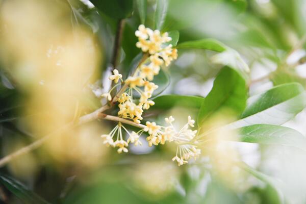 桂花树移栽要注意什么，桂花树移栽方法以及注意事项