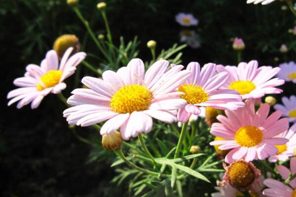 菊花栽培和繁殖方法，菊花栽培可通过4步进行