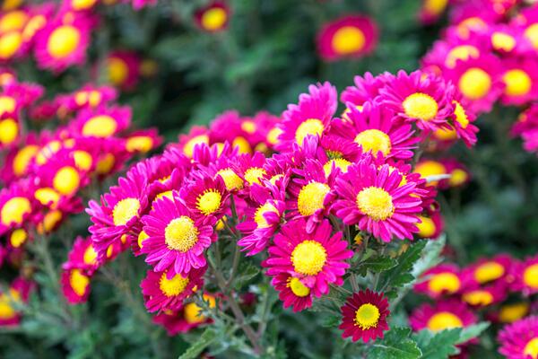 菊花栽培和繁殖方法，菊花栽培可通过4步进行