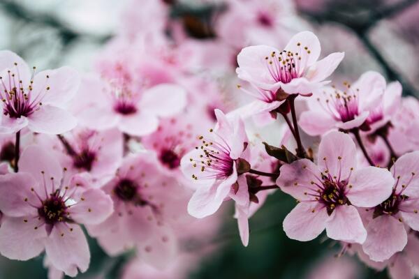 樱花秋天怎么养，保持充足的光照以及肥水