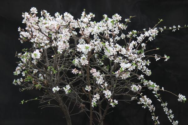 樱花一般什么时候开，每年的三月中旬到四月下旬