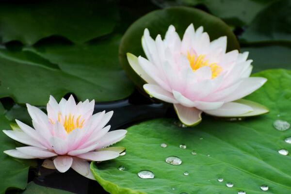 荷花老叶子能摘掉吗，只有在秋季莲藕成熟后才能摘去