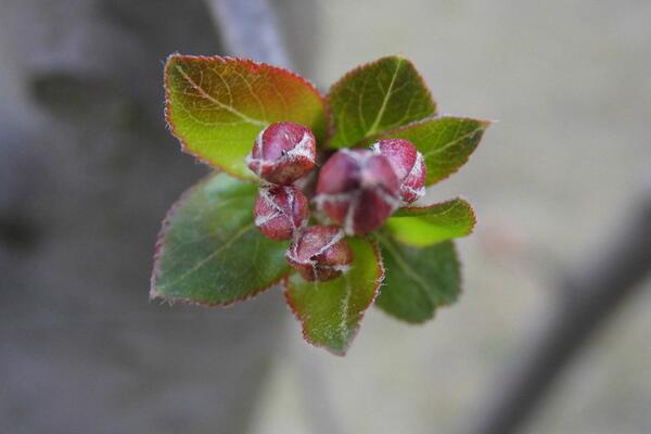 樱花树的病虫害防治，褐斑病以及介壳虫最常见