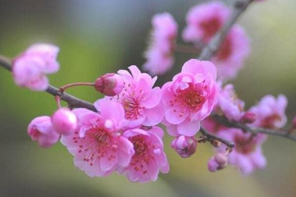 梅花烂根是怎么回事，导致梅花烂根的四种原因