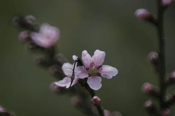 桃花什么时候开，每年的3~4月绽放