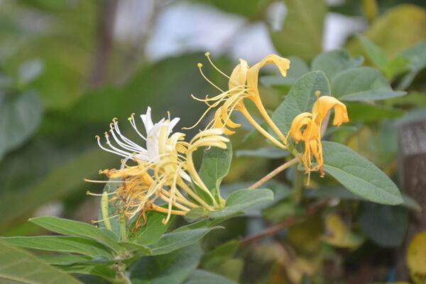 盆栽金银花四季养护方法，不同季节要掌握的要点也不同