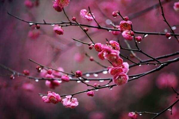 梅花什么时候开花，每年的1~3月