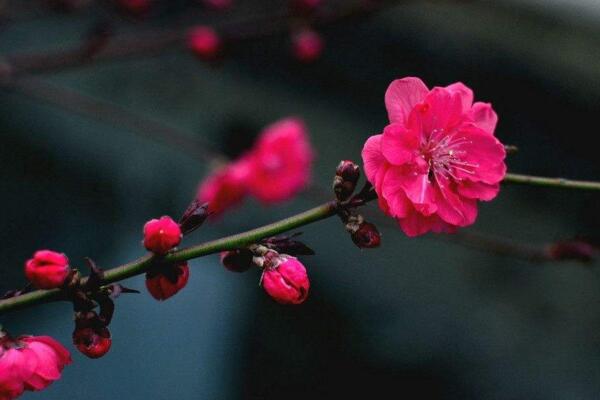 梅花什么时候开花，每年的1~3月