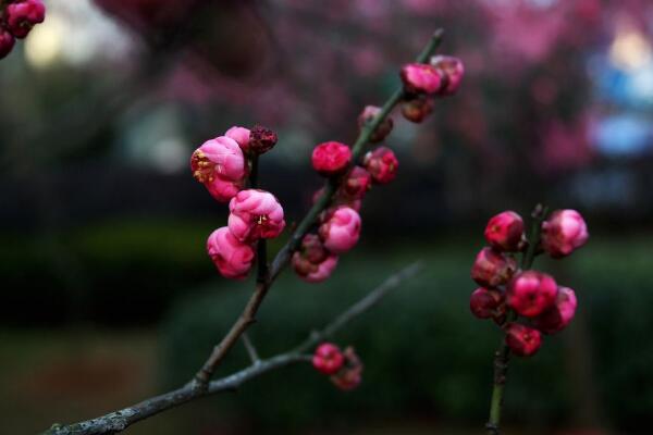 梅花什么时候开花，每年的1~3月