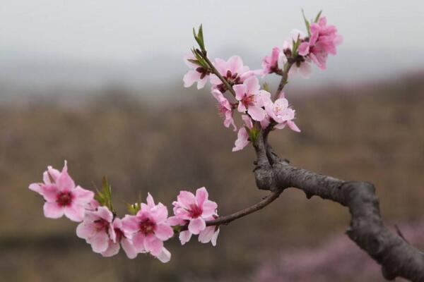 梅花怎么养，梅花养殖5大要点