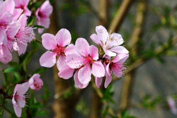 桃花怎么施肥，桃花四季施肥要点