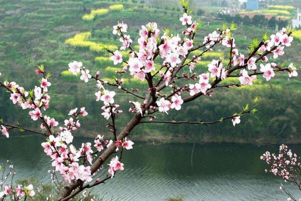 桃花怎么施肥，桃花四季施肥要点