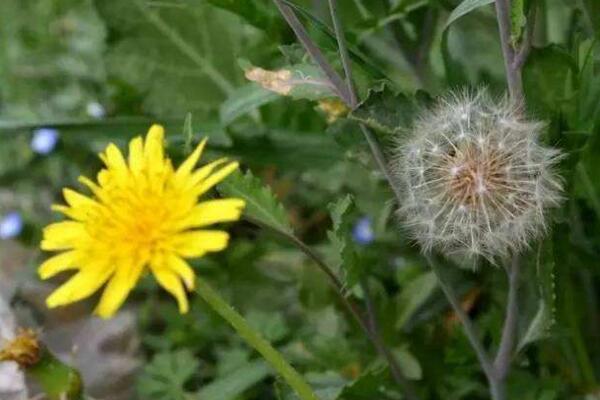 蒲公英在什么季节开放，每年的夏秋季节绽放