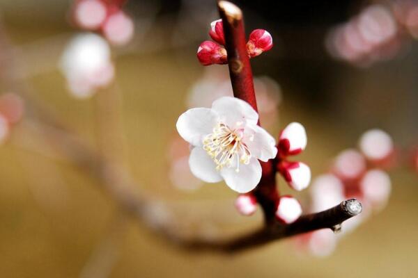 梅花根发霉能救活吗，及时修剪并更换土壤