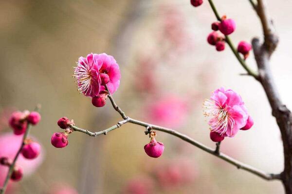 盆栽梅花怎么施肥，梅花施肥四大要点