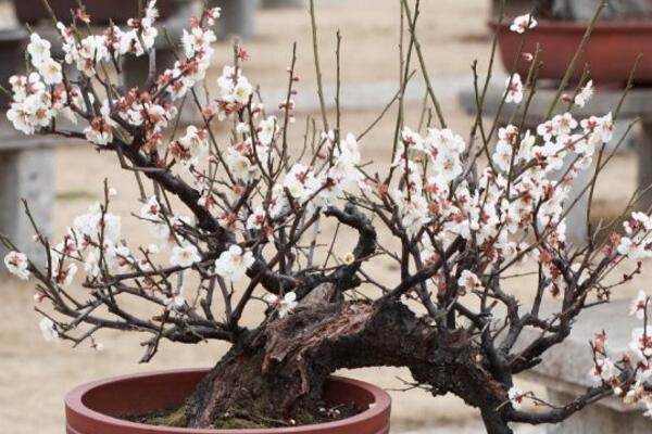 盆栽梅花的管理方法，梅花日常养护5大要点