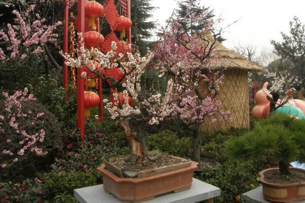 梅花烂根怎么办，及时清理烂根并更换土壤